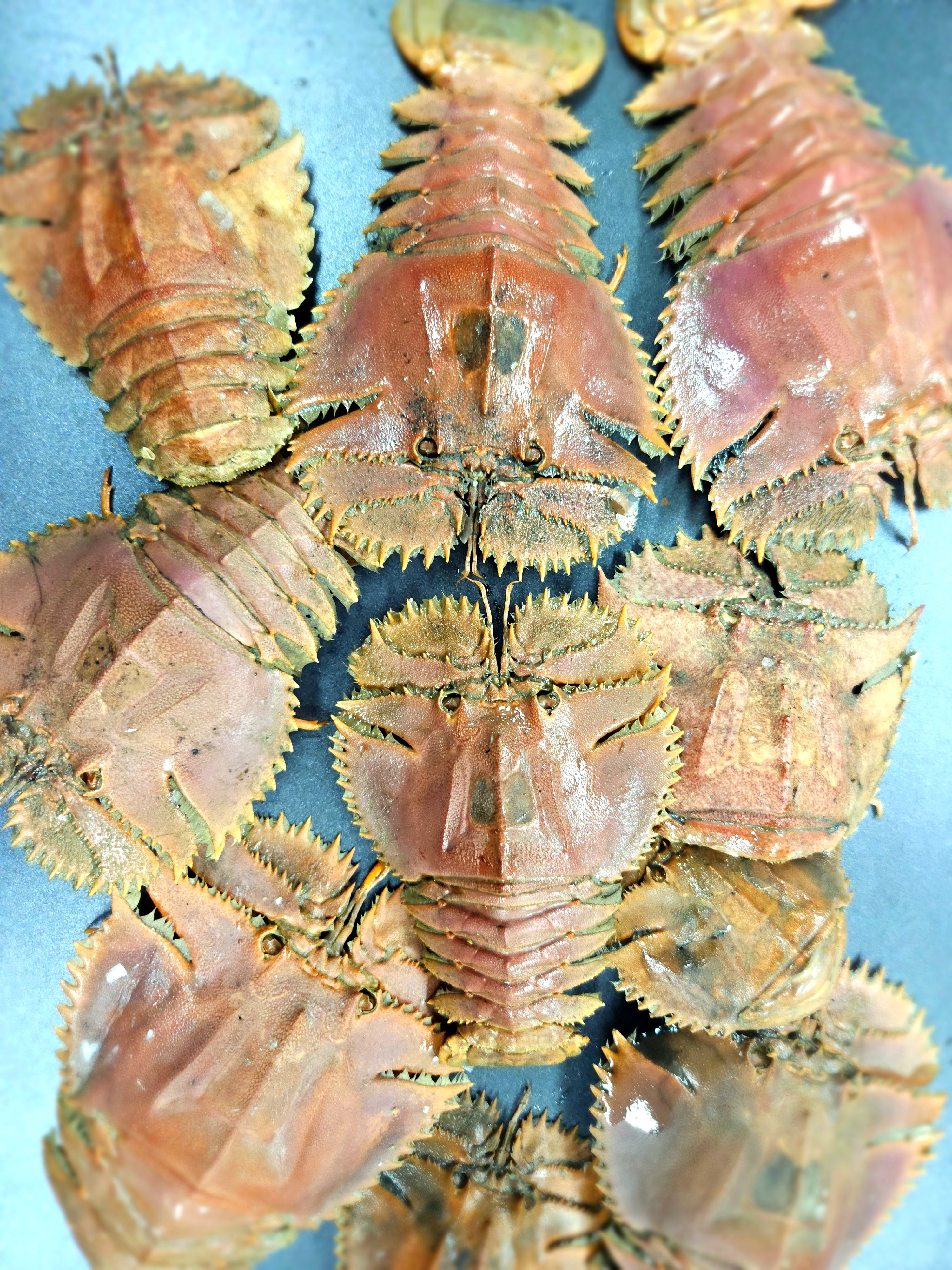 Aewol Menuha Cafe 花園與屋頂海景