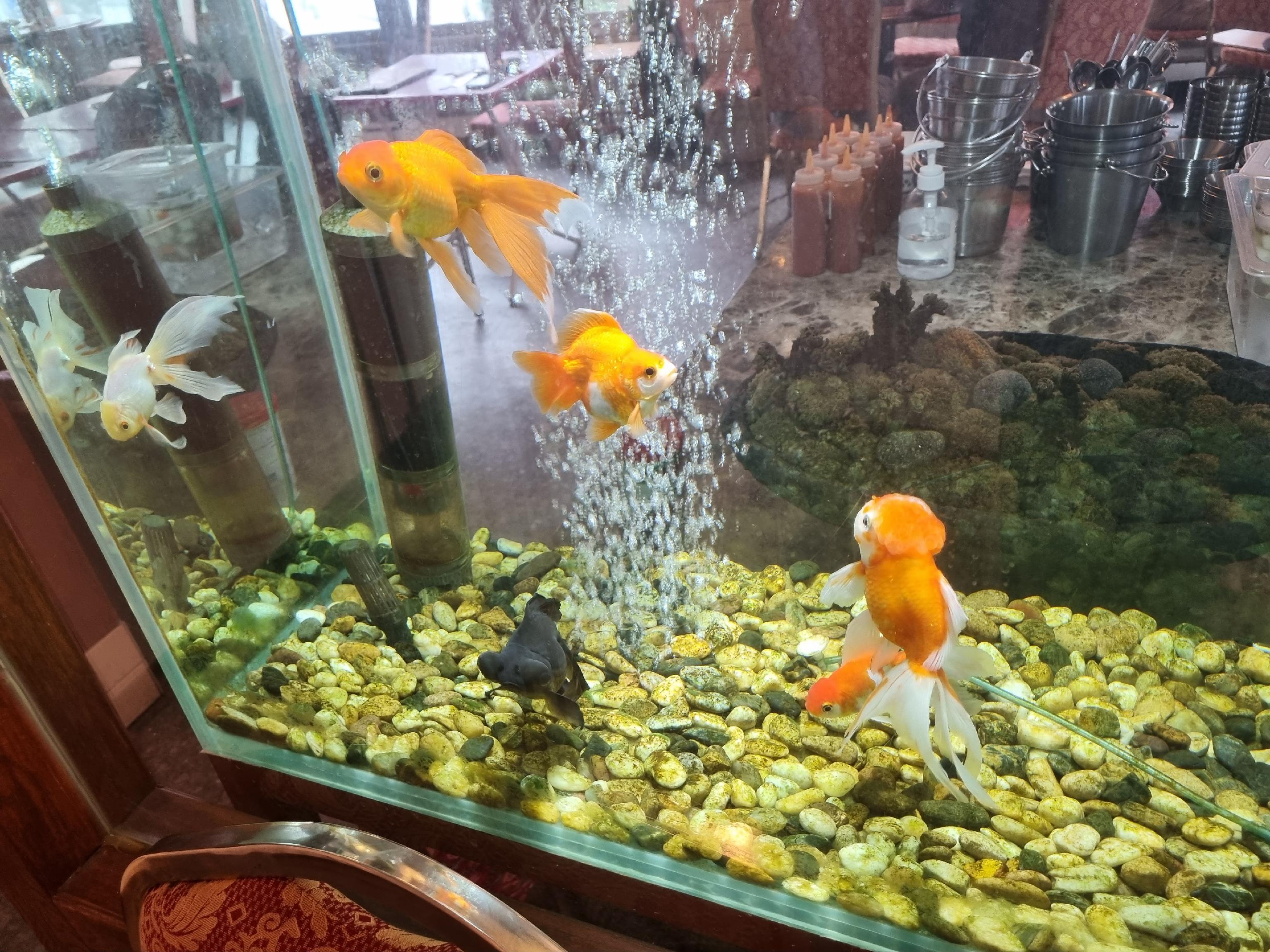 Pub Goldfish small plates and traditional liquors on a busy night