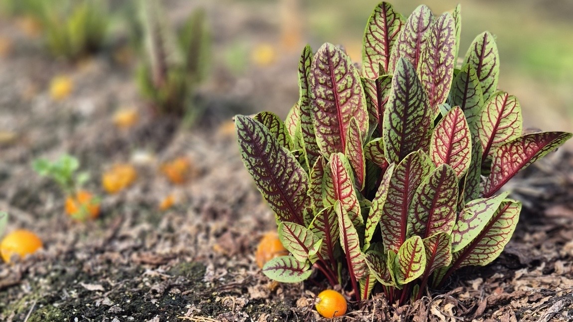 Table for Four seasonal European course in Hannam - Image 4
