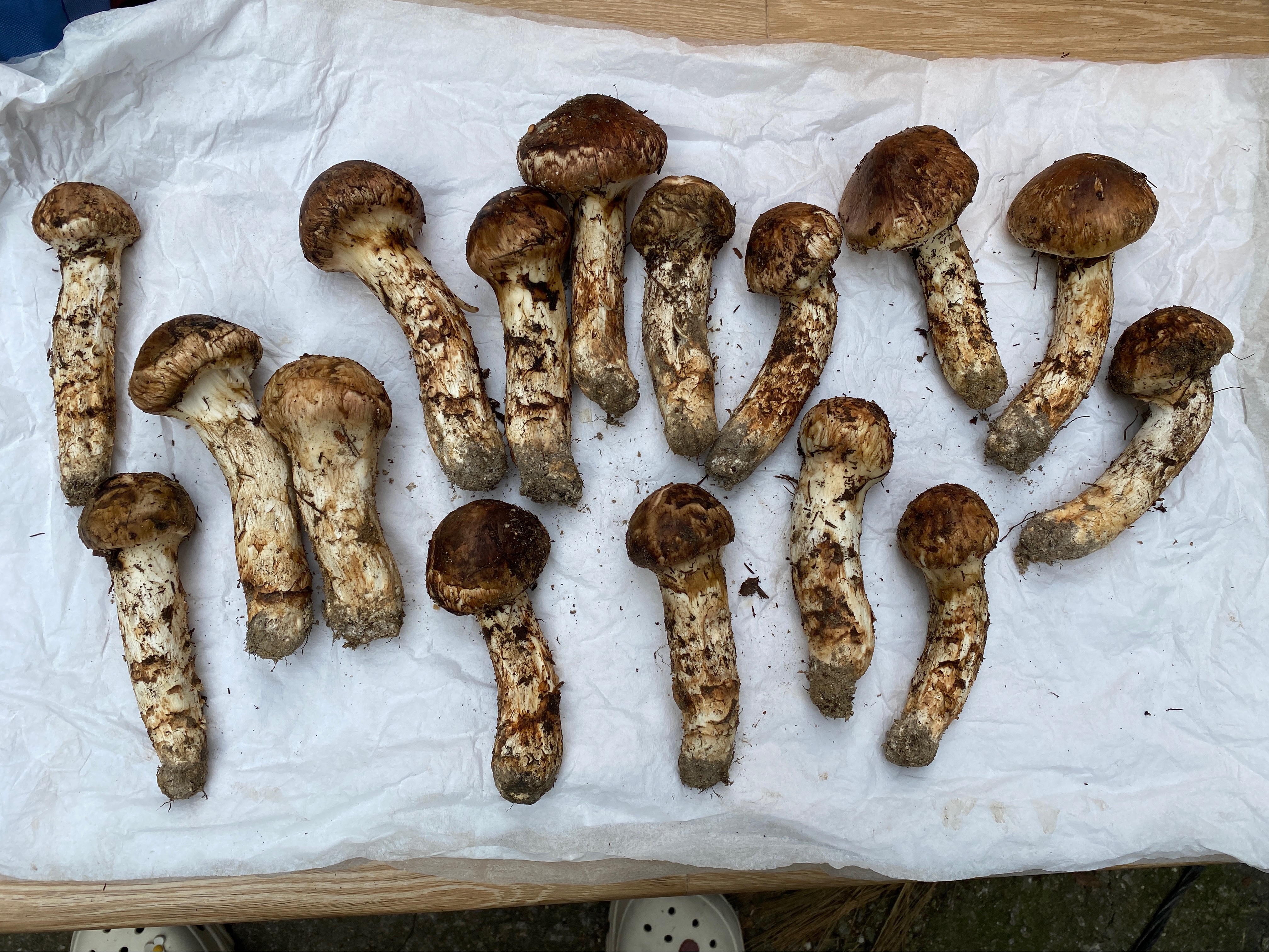 요수정麻浦季節韓義式套餐