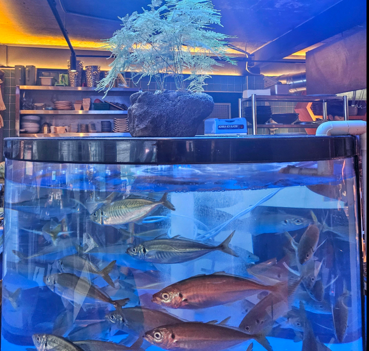 Green Pachi Gwangalli live mackerel sashimi and aged cuts