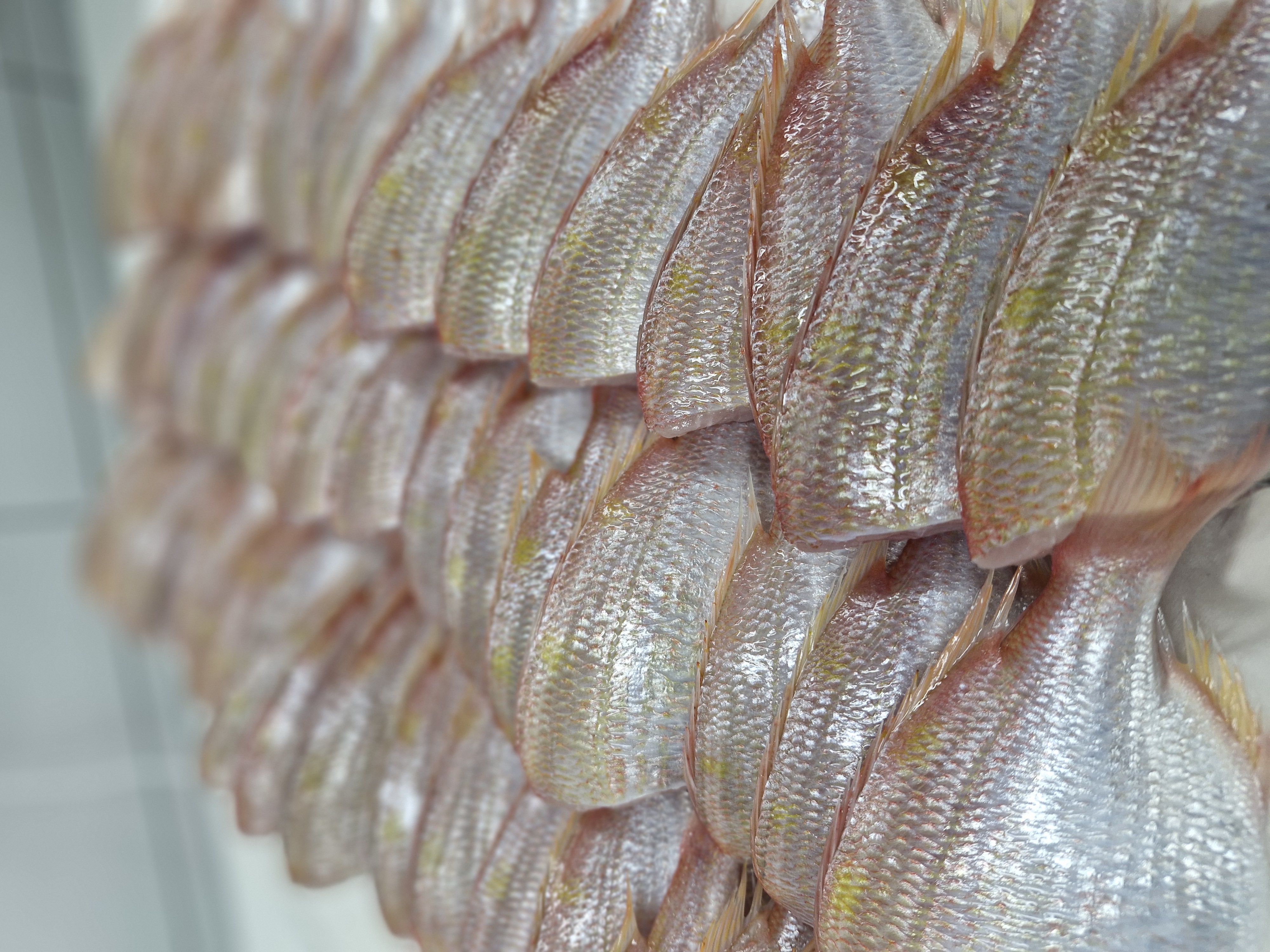 Tenju single-chef sushi counter with seasonal nigiri